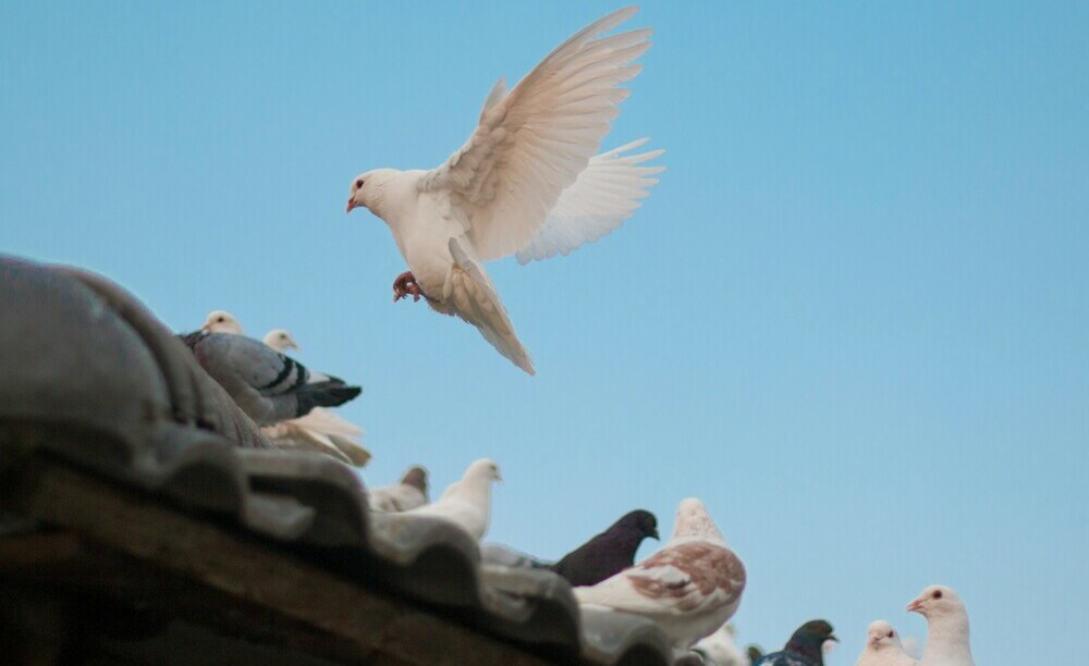 carrier pigeon